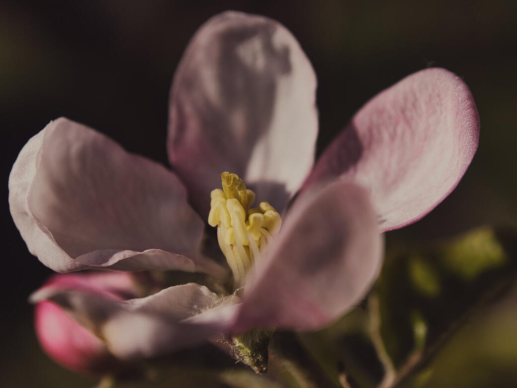 Soft Pink Flower in Dark Contrast