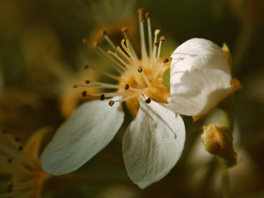 White Blossom with Emerging Bud
